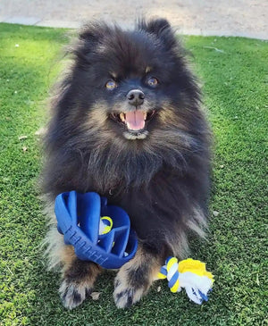 Tough Grip Football Chew Toy for Dogs - Zhoras333 US