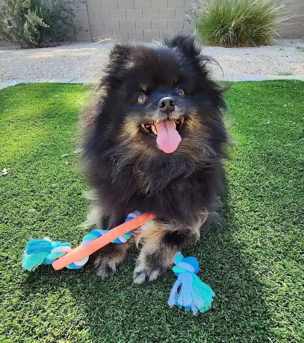 RibbedChew Bone & Rope Dog Toy - Zhoras333 US