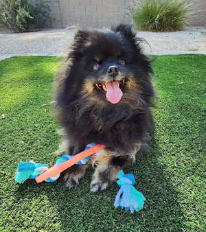 RibbedChew Bone & Rope Dog Toy - Zhoras333 US