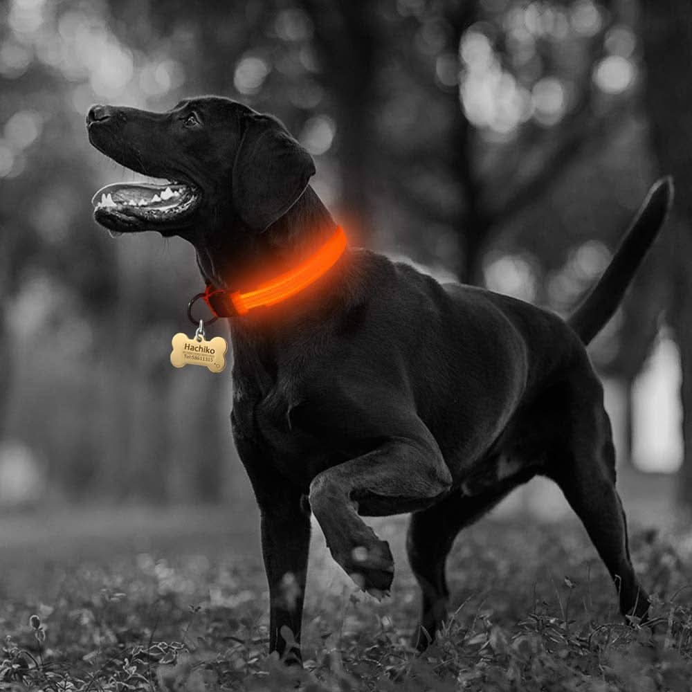 GlowPup LED Safety Dog Collar 2 - Pack Set - Zhoras333 US