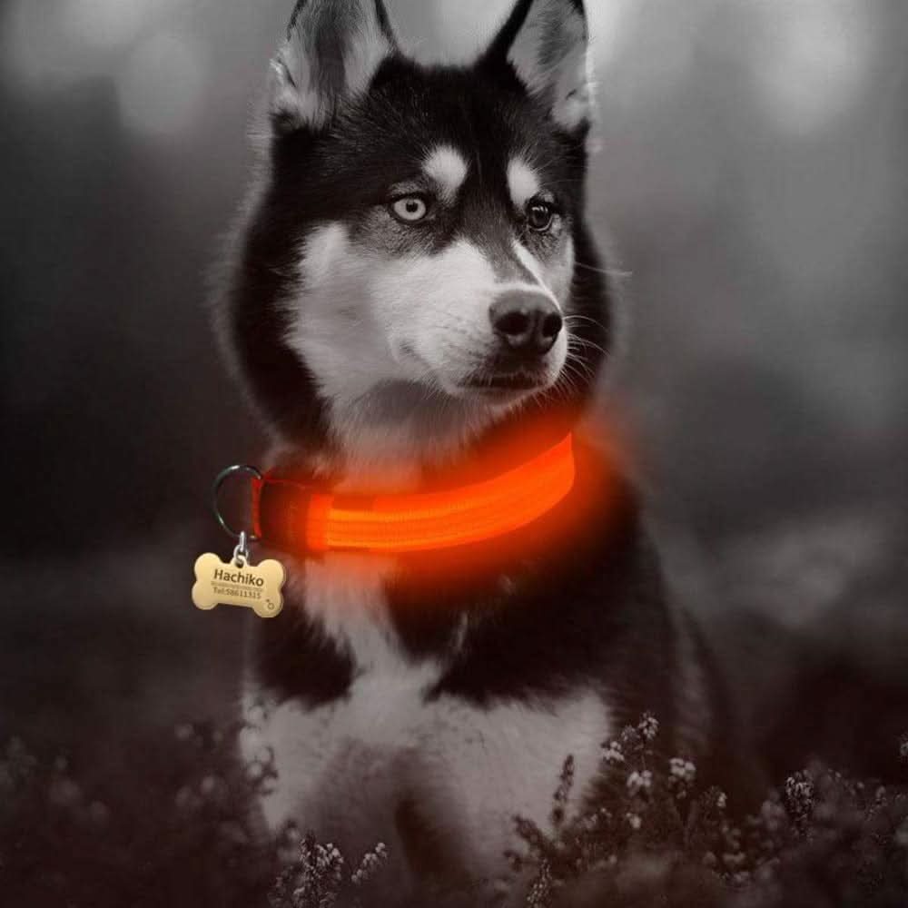 GlowPup LED Safety Dog Collar 2 - Pack Set - Zhoras333 US